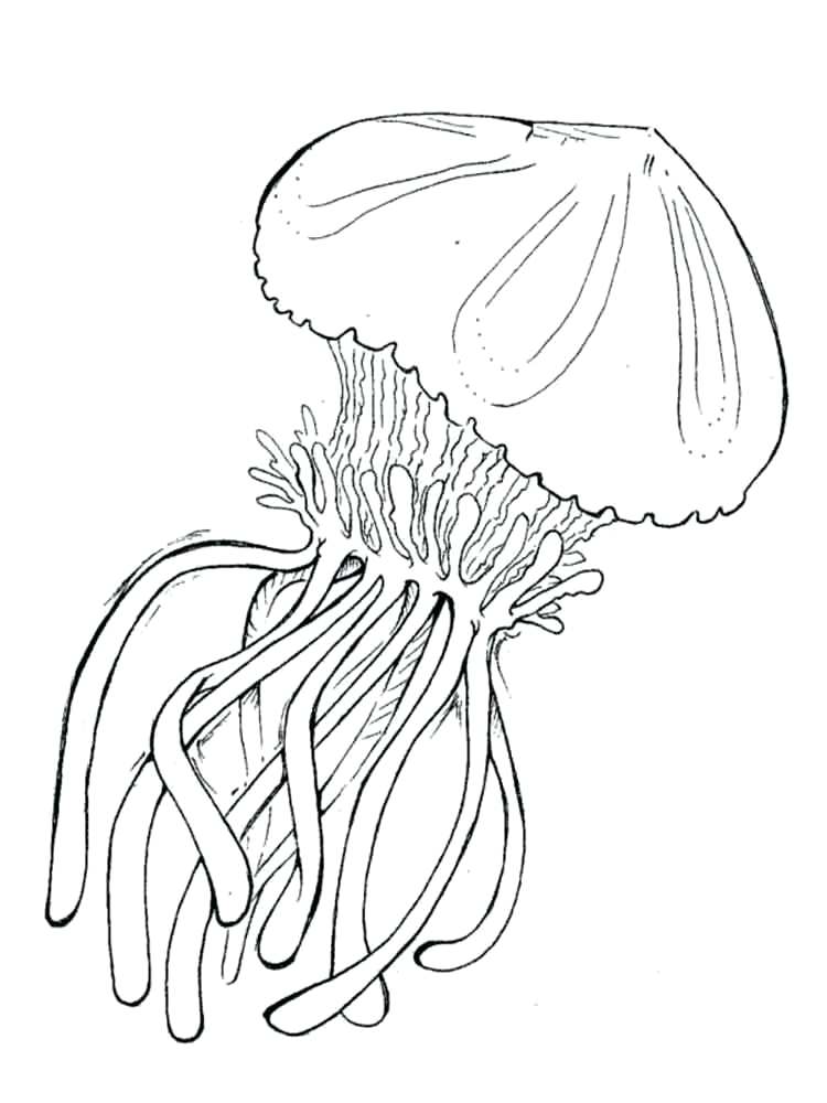 Box Jellyfish Drawing at GetDrawings | Free download