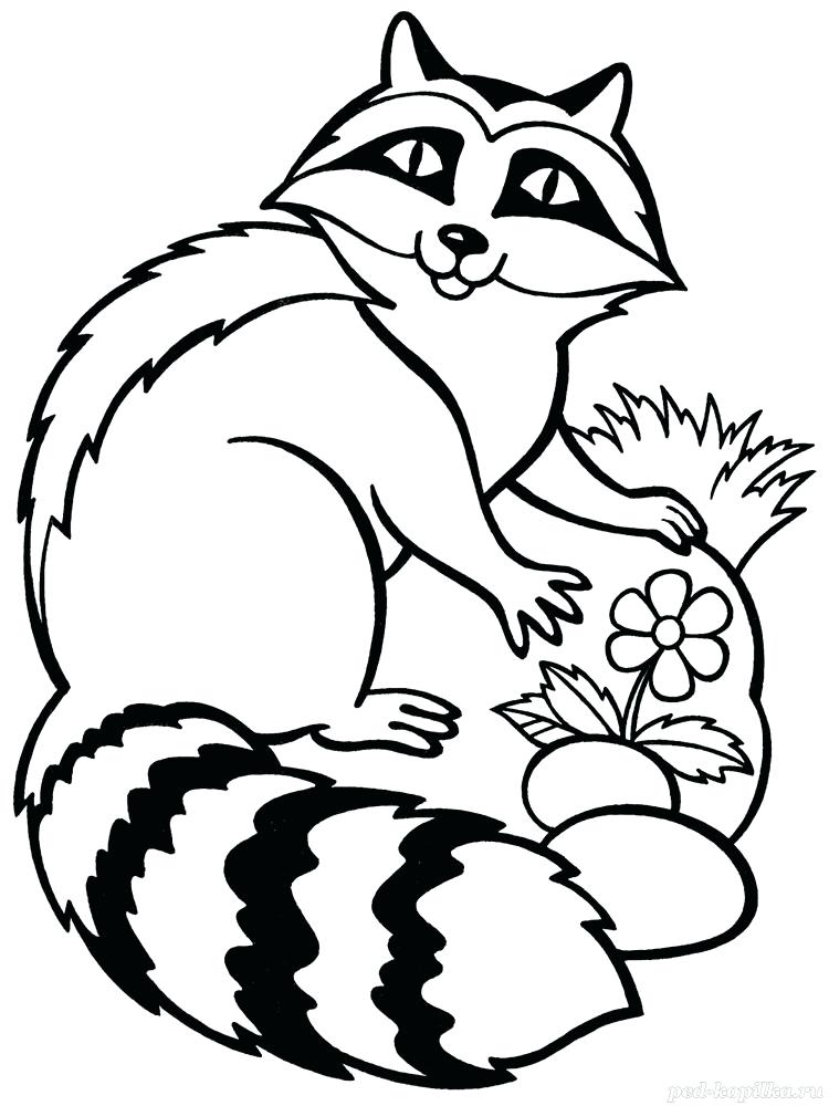 Cute Raccoon Drawing at GetDrawings | Free download