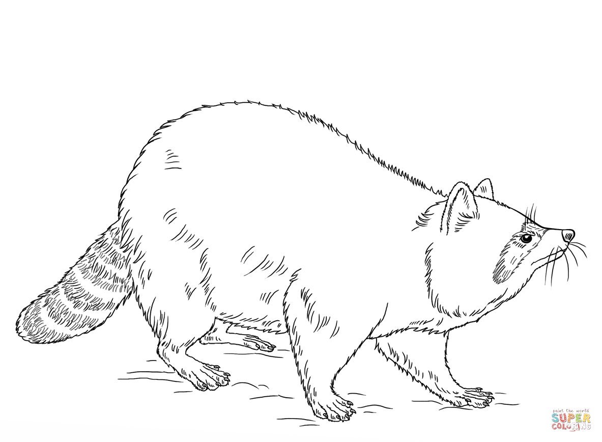 Cute Raccoon Drawing at GetDrawings | Free download