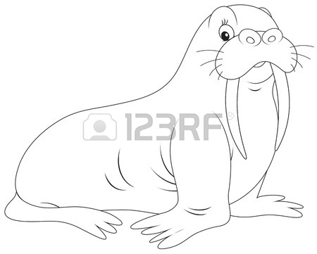 Cute Walrus Drawing at GetDrawings | Free download