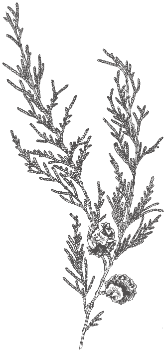 Cypress Tree Drawing at GetDrawings | Free download