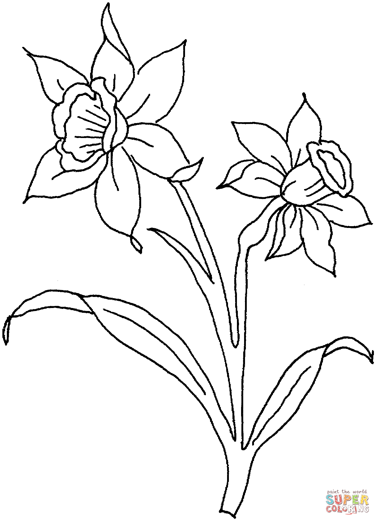 Daffodil Drawing Outline at GetDrawings Free download