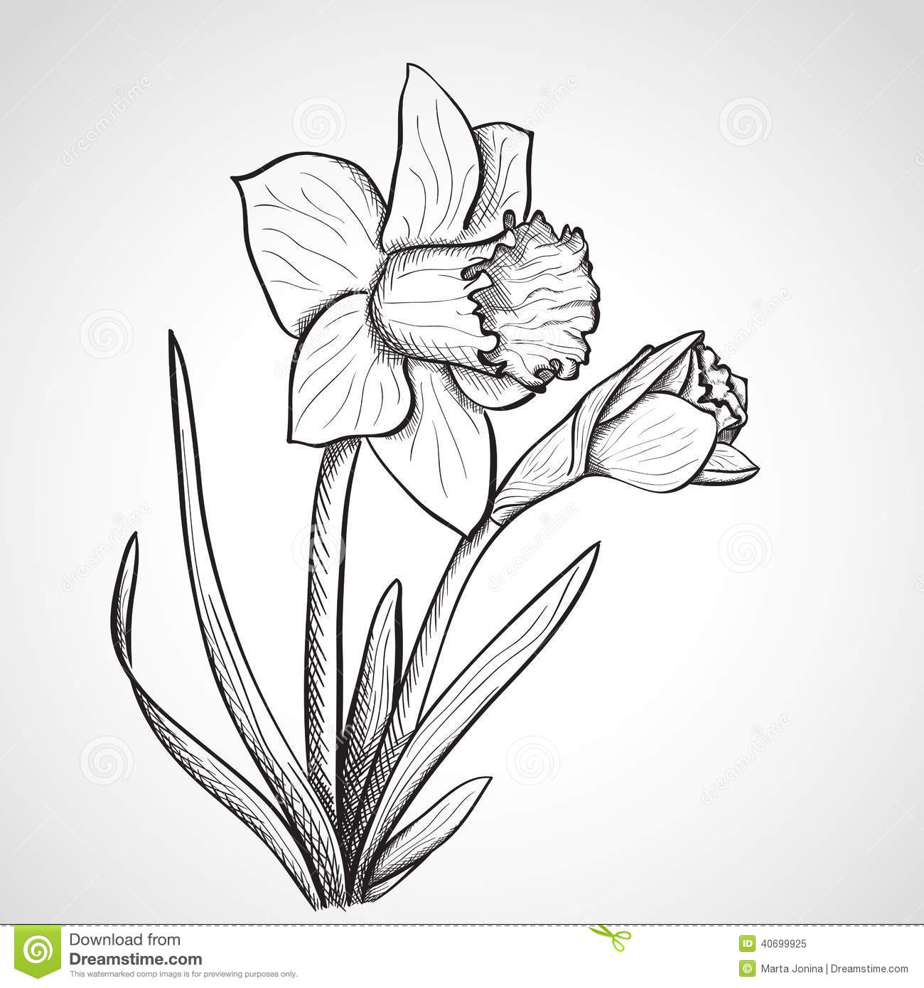 Daffodil flower drawing