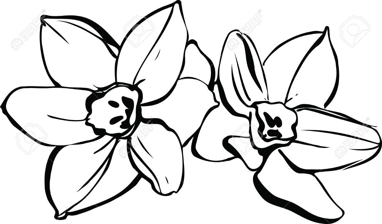 Daffodil Drawing Outline at GetDrawings | Free download