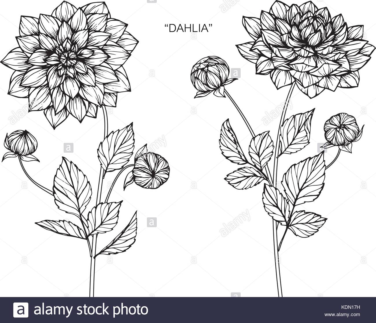 Dahlia Flower Drawing at GetDrawings | Free download