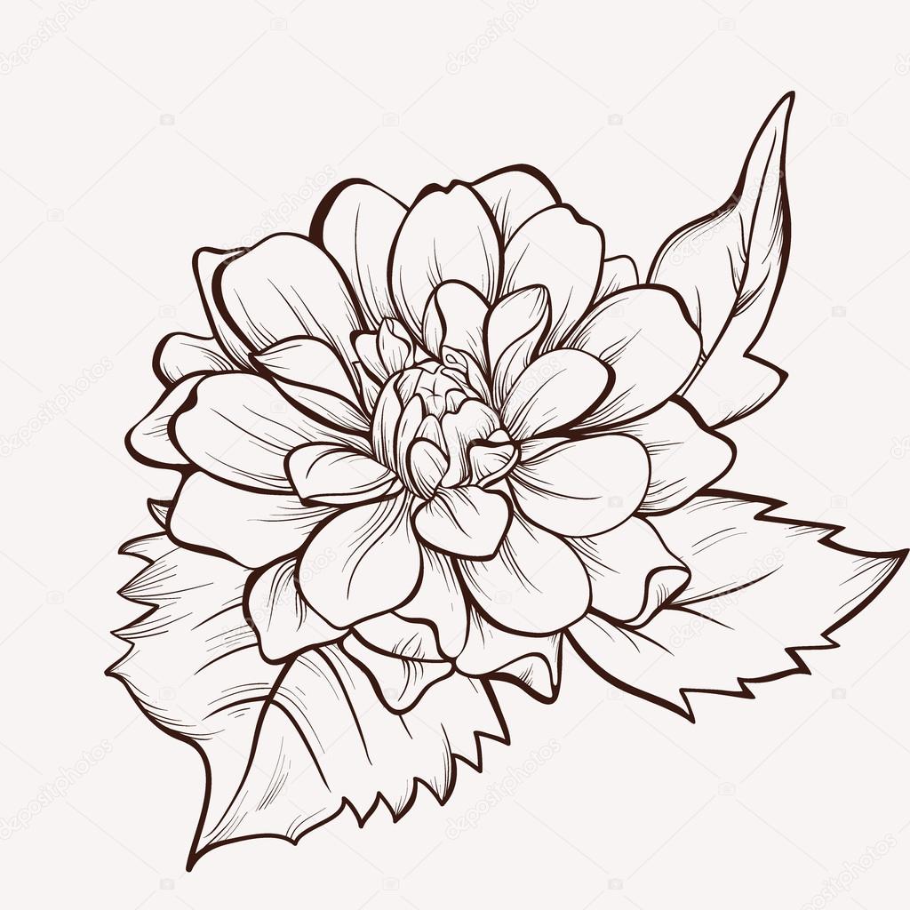 Dahlia Flower Drawing at GetDrawings | Free download