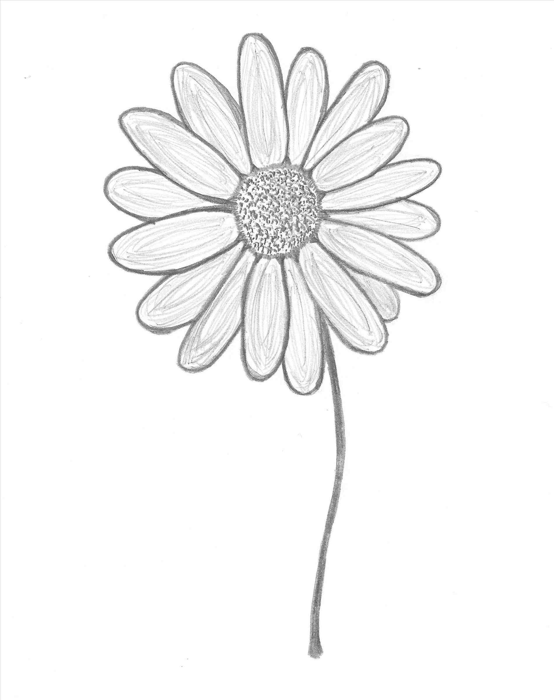 Daisies Flowers Drawing at GetDrawings Free download