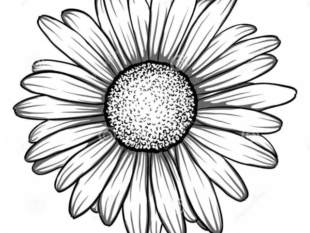 640x480 Daisy Flower Drawing Pictures Daisy Flower Drawing.