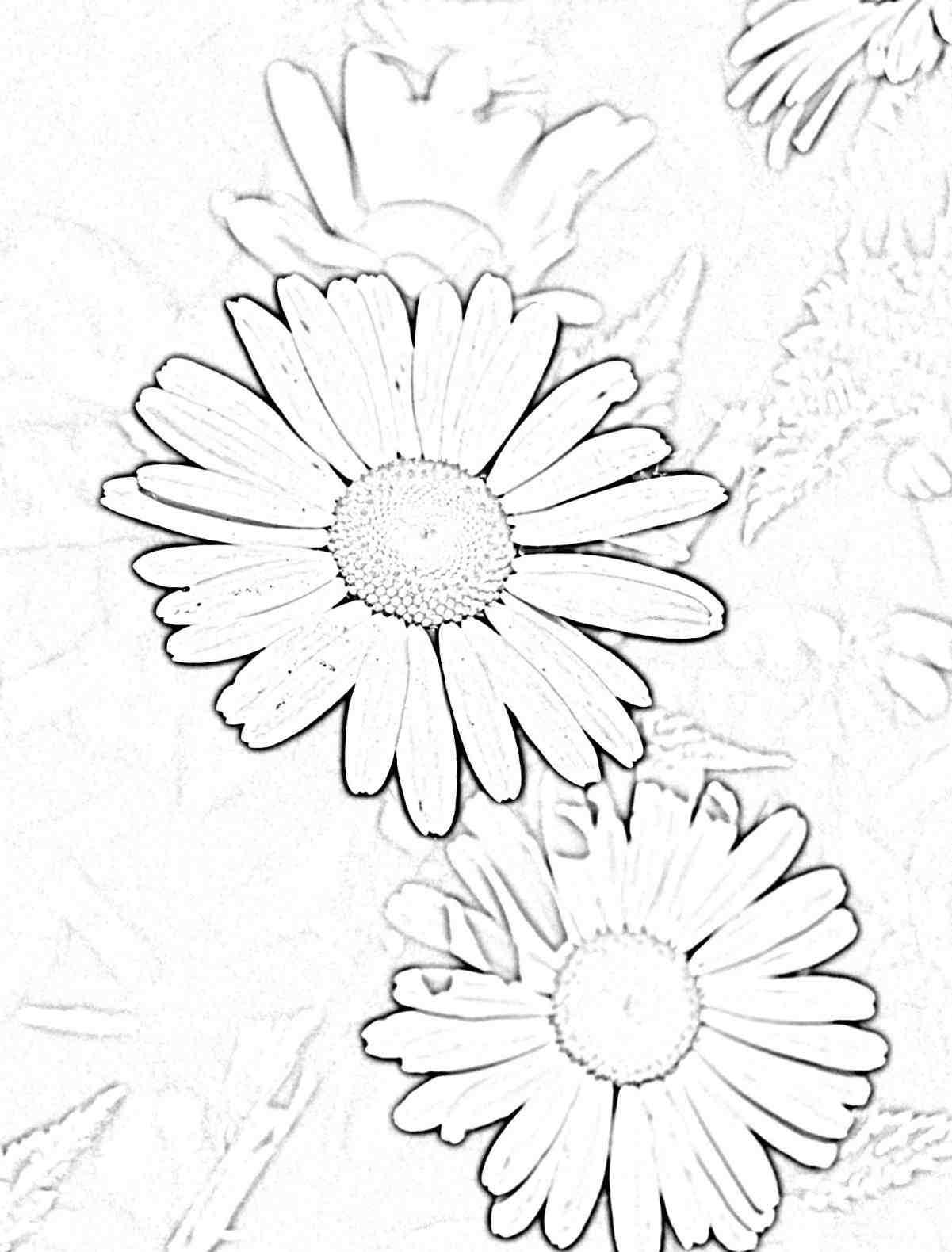 daisy-flower-drawing-at-getdrawings-free-download