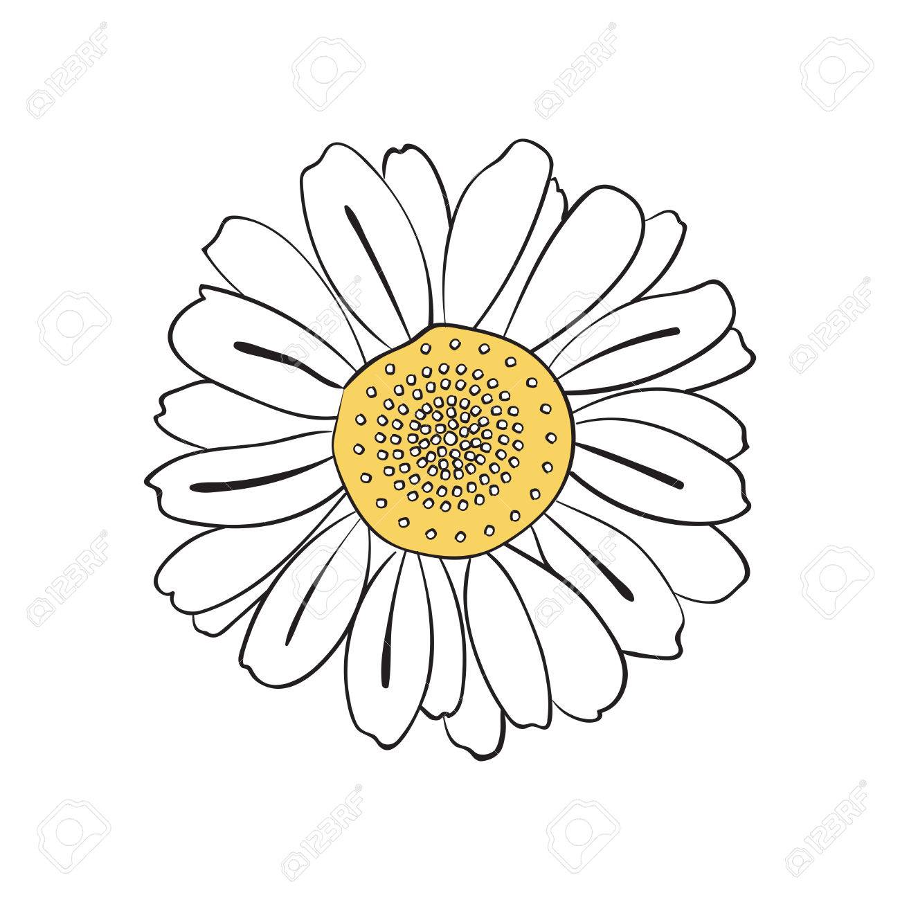 Daisy Line Drawing at GetDrawings Free download