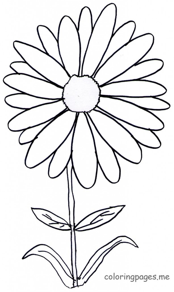 daisy-flower-outline-template-best-flower-site