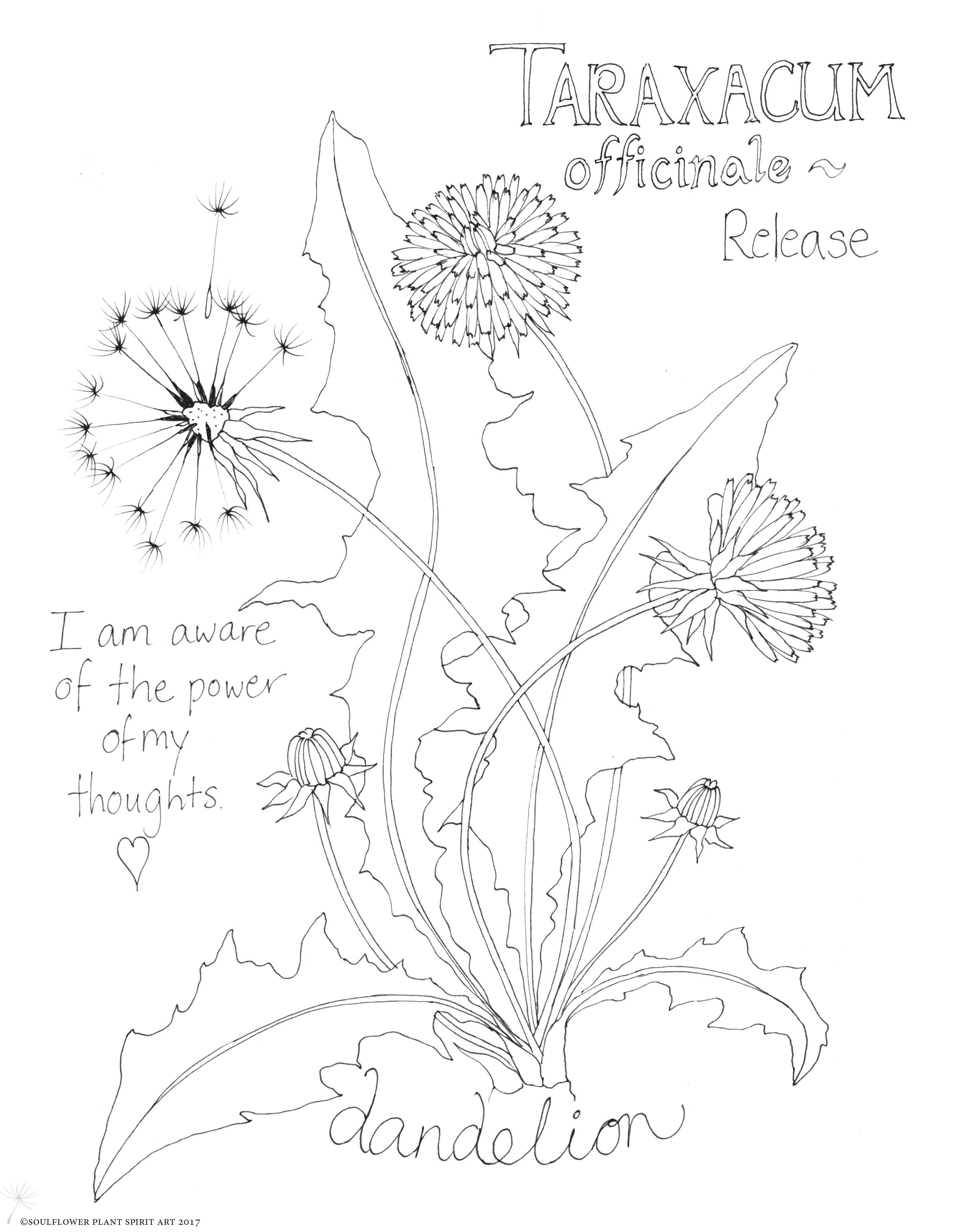 Dandelion Botanical Drawing At GetDrawings Free Download