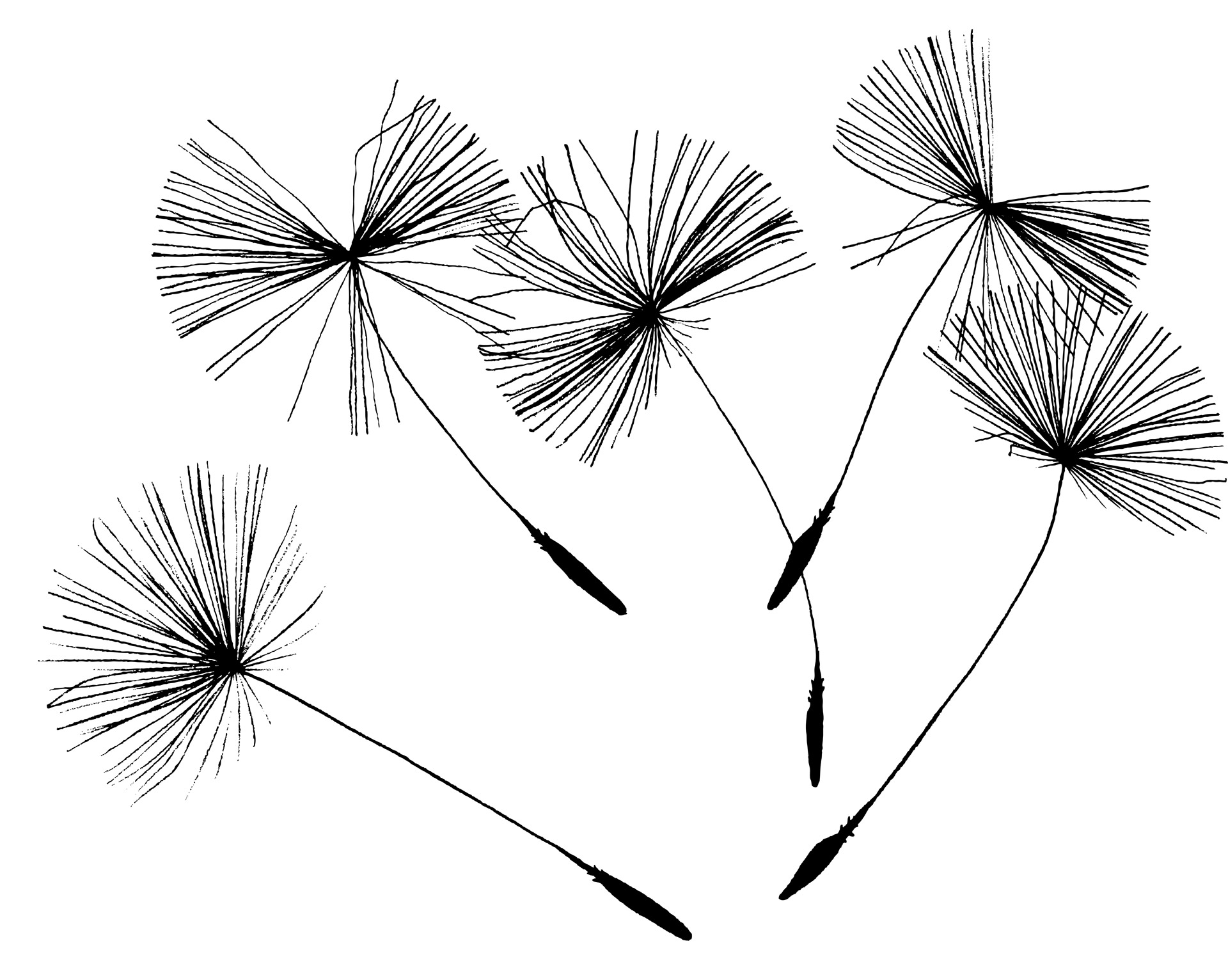 Best How To Draw A Dandelion Puff  Check it out now 