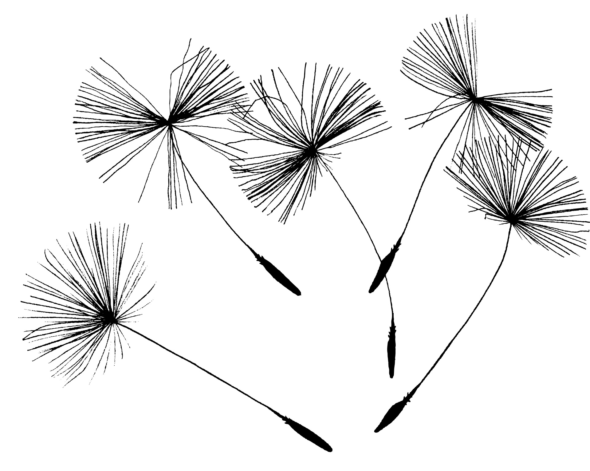 Dandelion Line Drawing at GetDrawings Free download