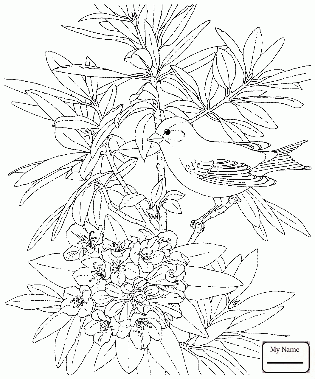 28+ new photograph Dandelion Coloring Page : Dandelion Coloring Page at