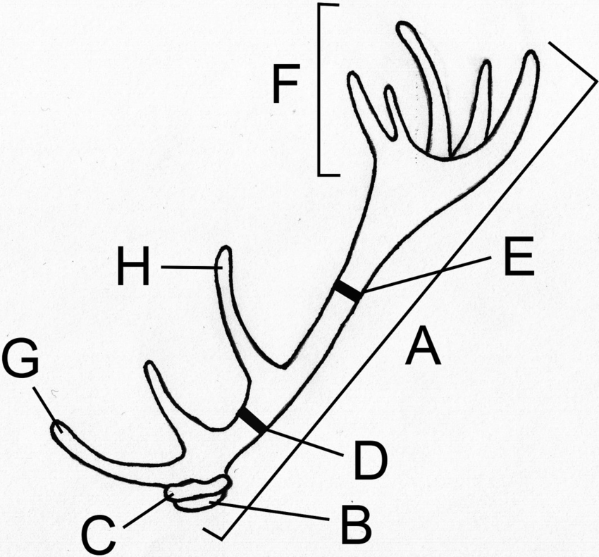 Deer Antler Drawing at GetDrawings Free download