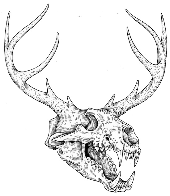 Deer Antler Drawing at GetDrawings Free download