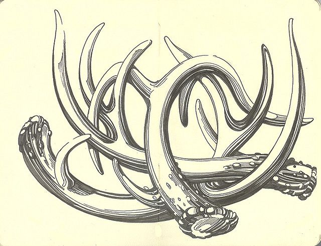 Deer Antlers Drawing at GetDrawings | Free download