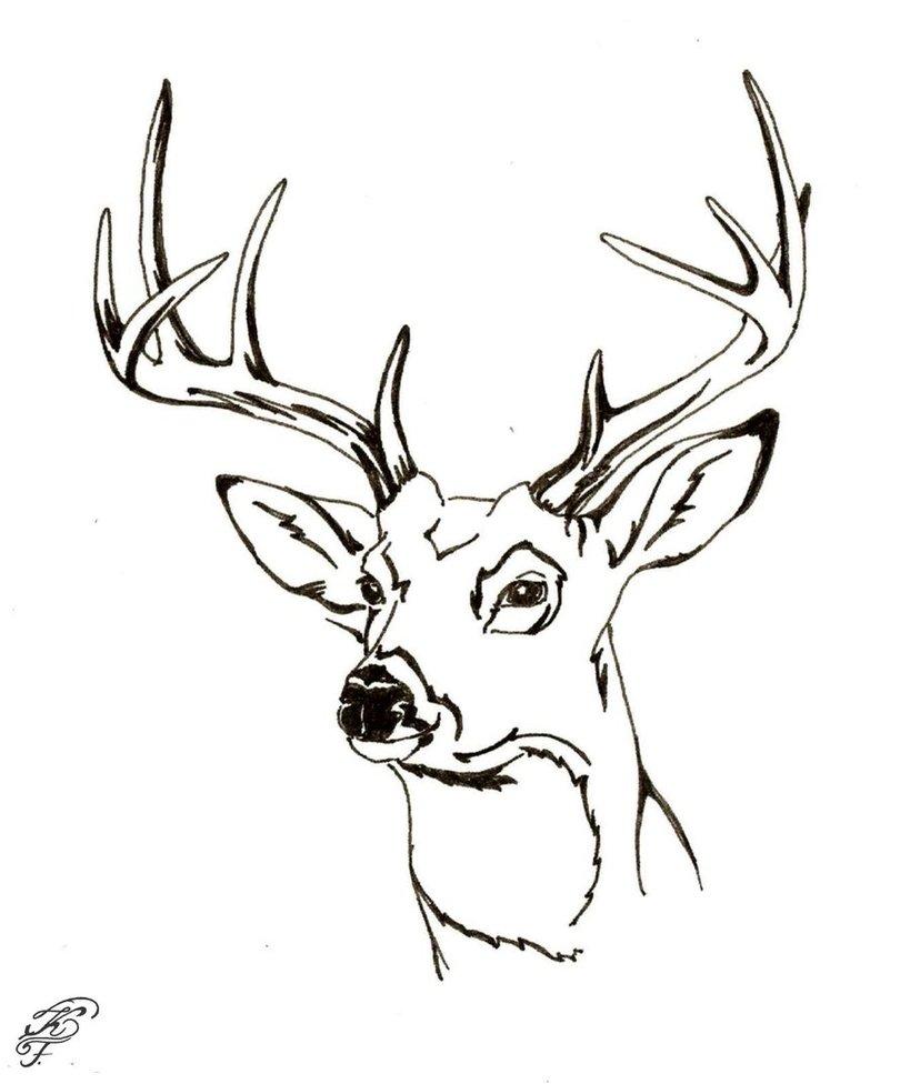 Deer Head Drawing at GetDrawings | Free download