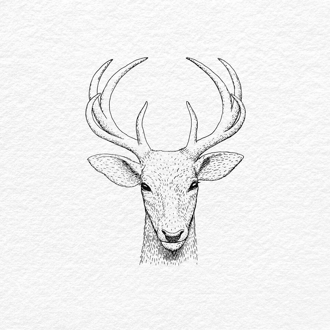 Deer Horns Drawing at GetDrawings Free download