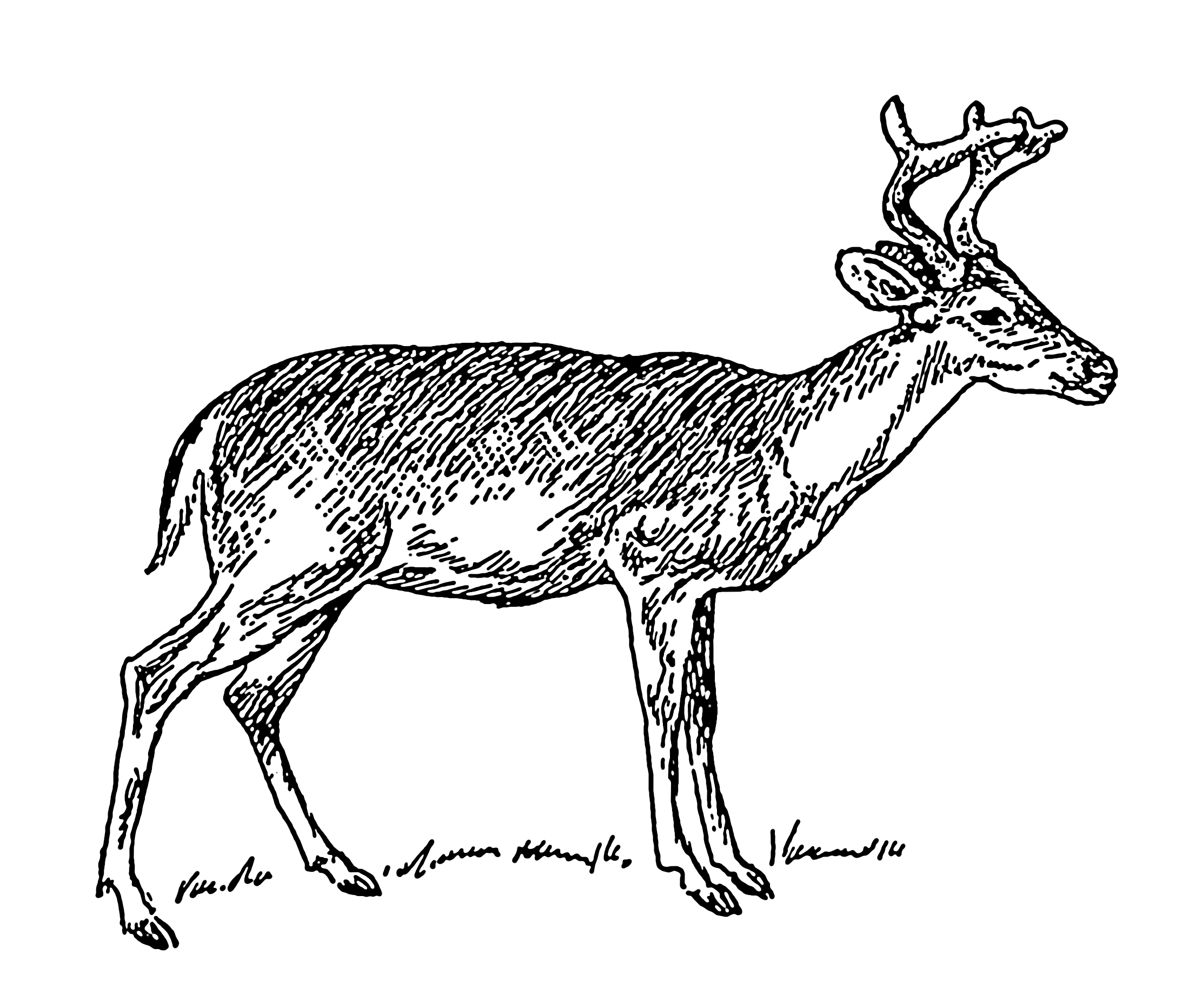 Deer Line Drawing at GetDrawings Free download