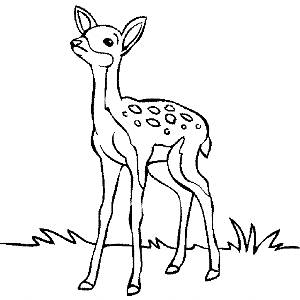 Deer Pencil Drawing at GetDrawings | Free download