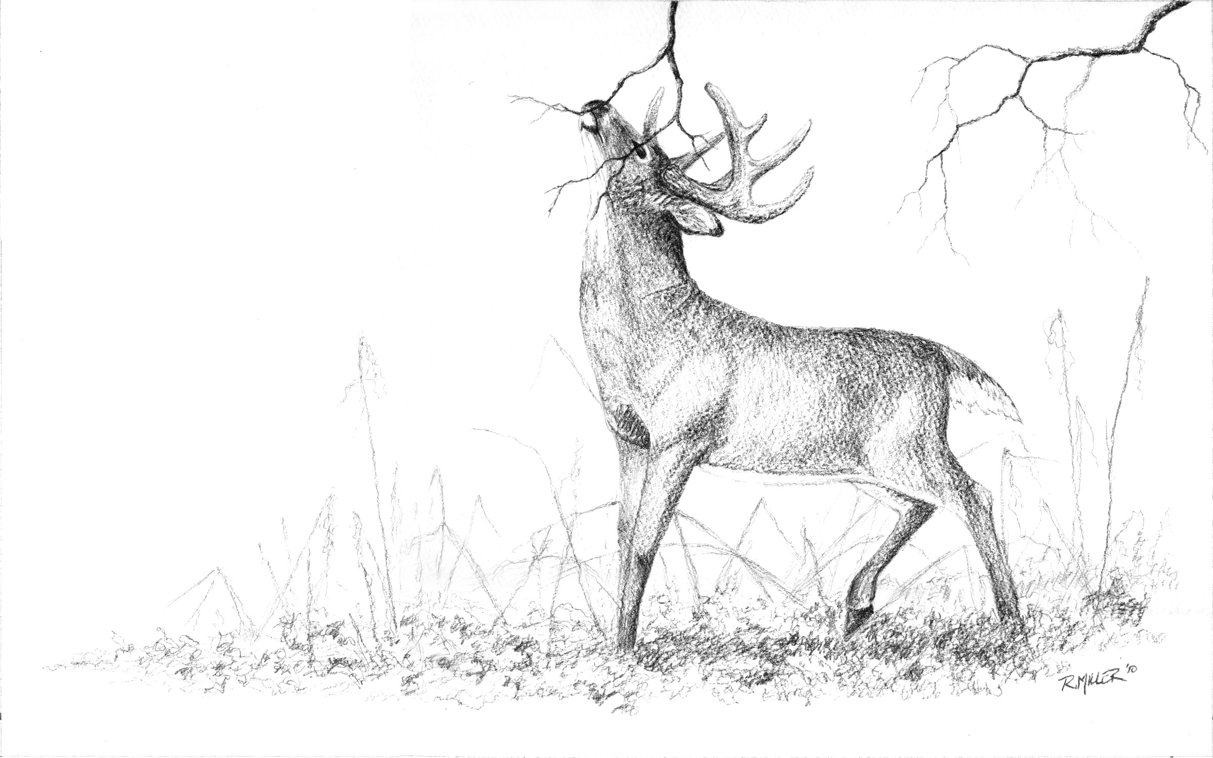 Deer Pencil Drawing at GetDrawings Free download