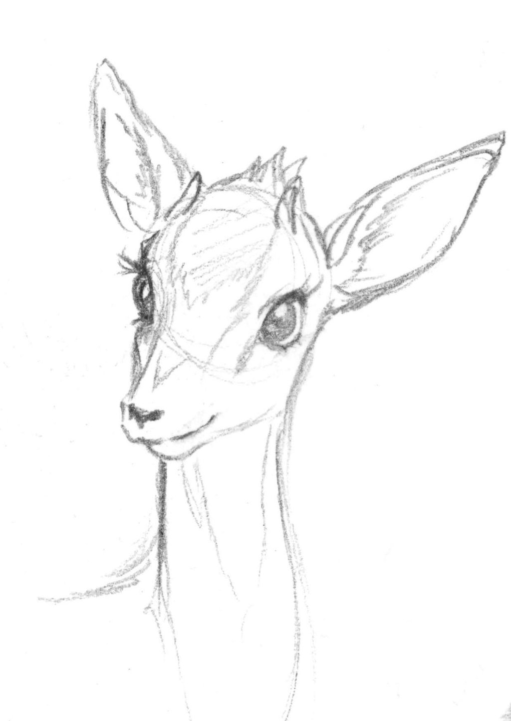 Deer Sketch Drawing at GetDrawings | Free download