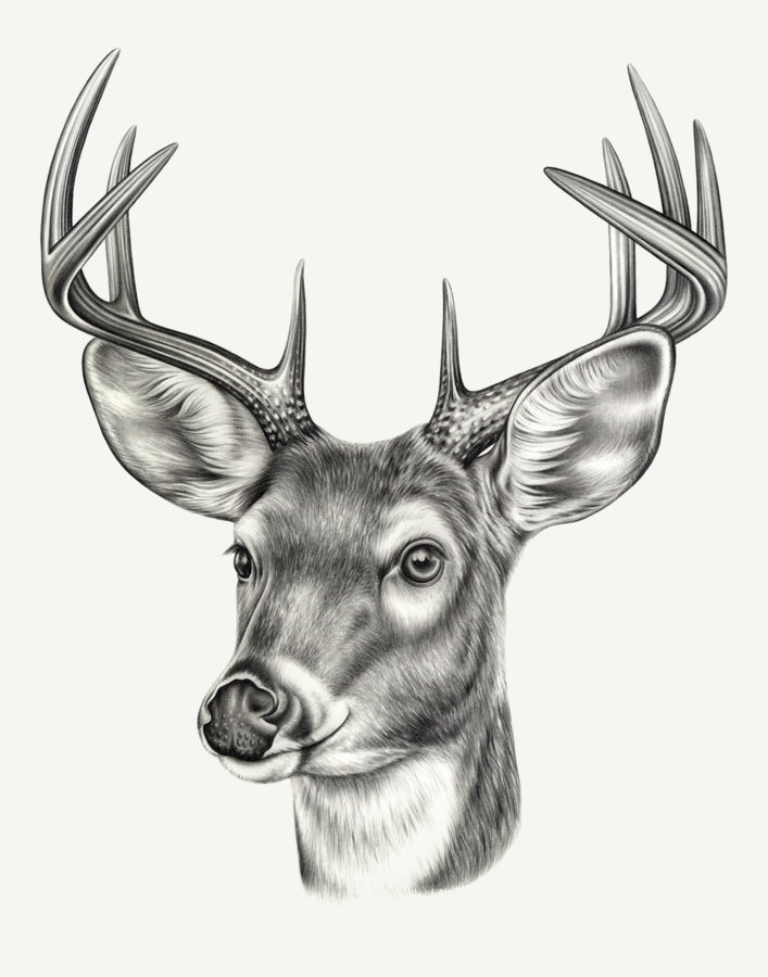 Deer With Antlers Drawing at GetDrawings Free download