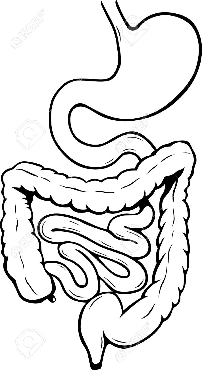 Digestive System Drawing at GetDrawings | Free download