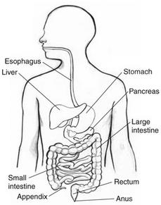 View The Digestive System Drawing Images