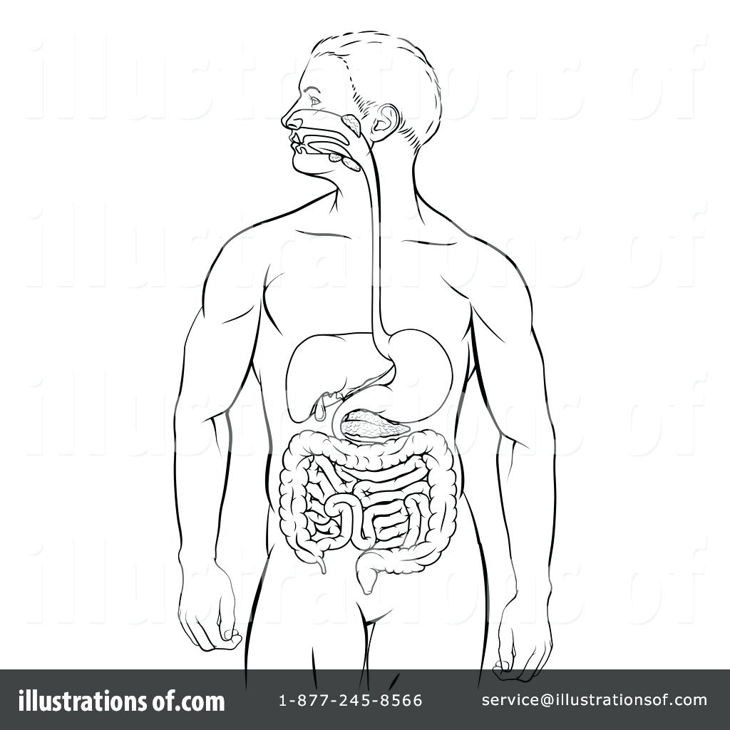 human-digestive-system-coloring-pages-learny-kids