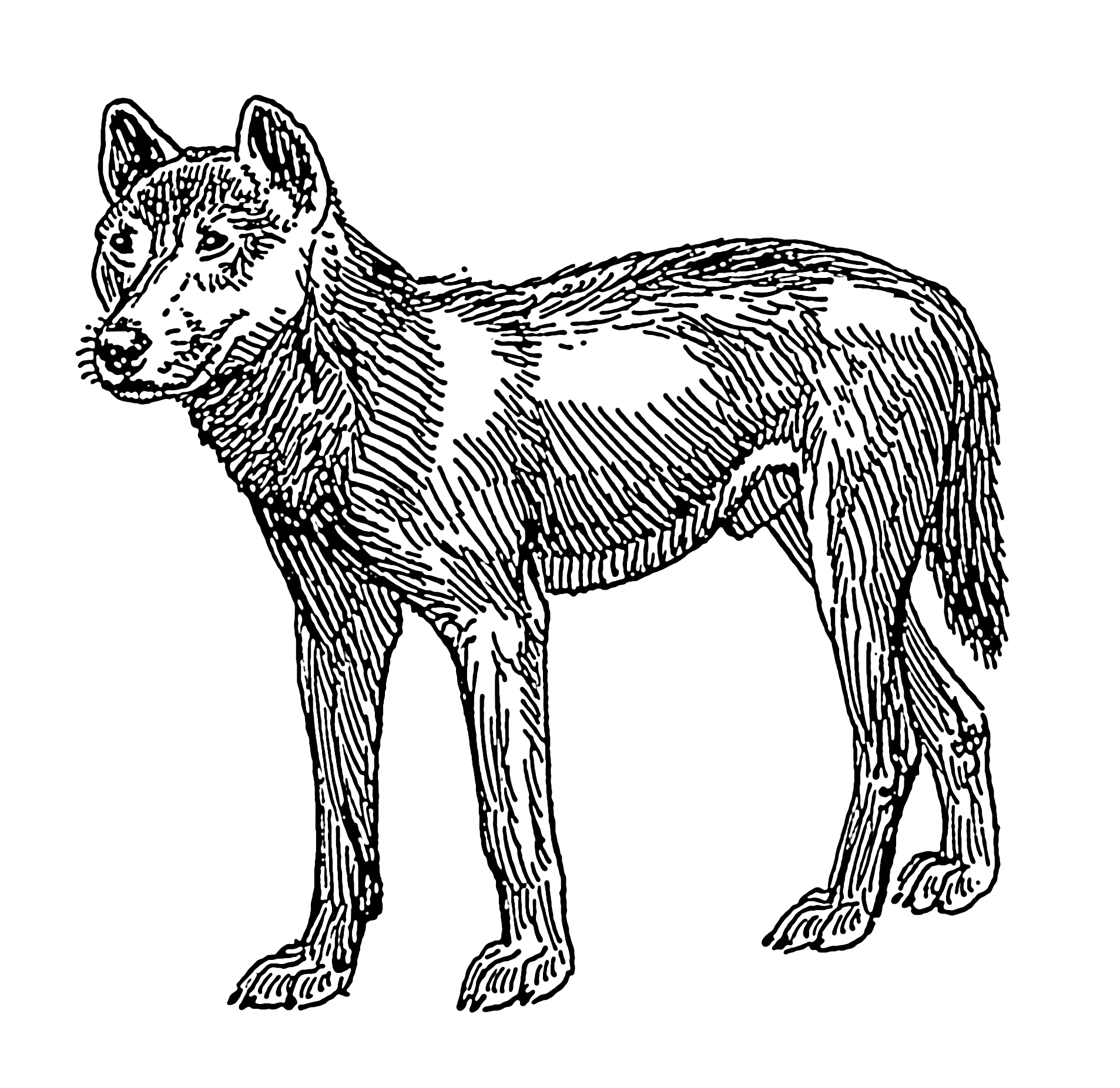 Dingo Drawing at GetDrawings | Free download