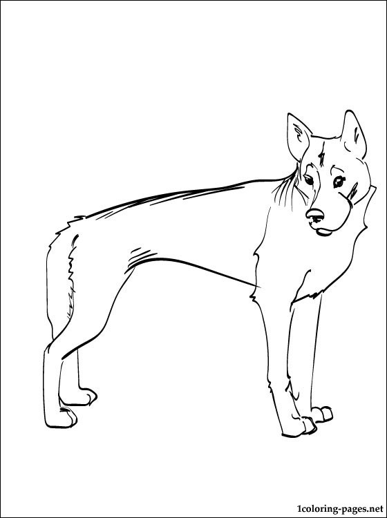 Dingo Drawing at GetDrawings | Free download