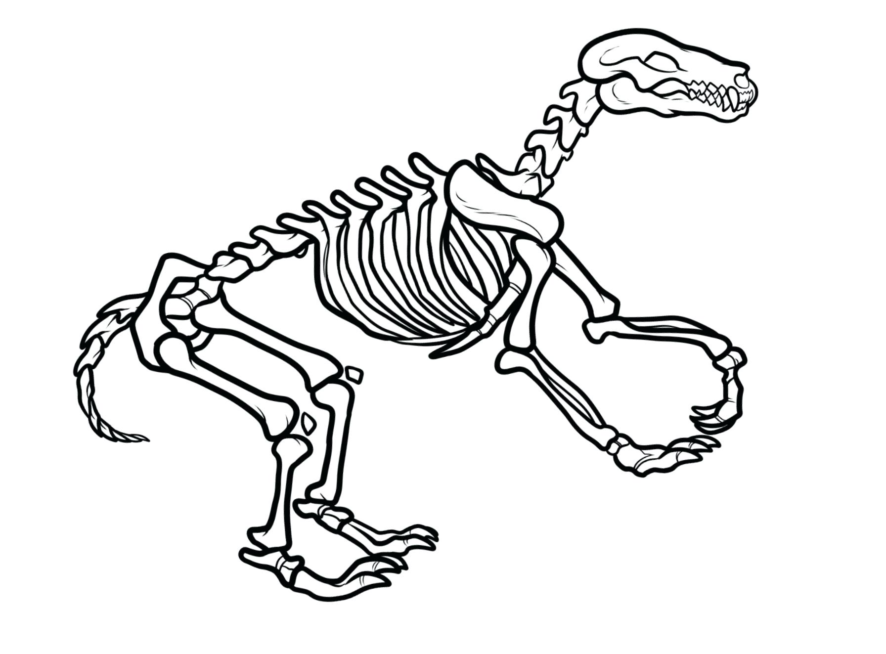 Dinosaur Bone Drawing At GetDrawings Free Download