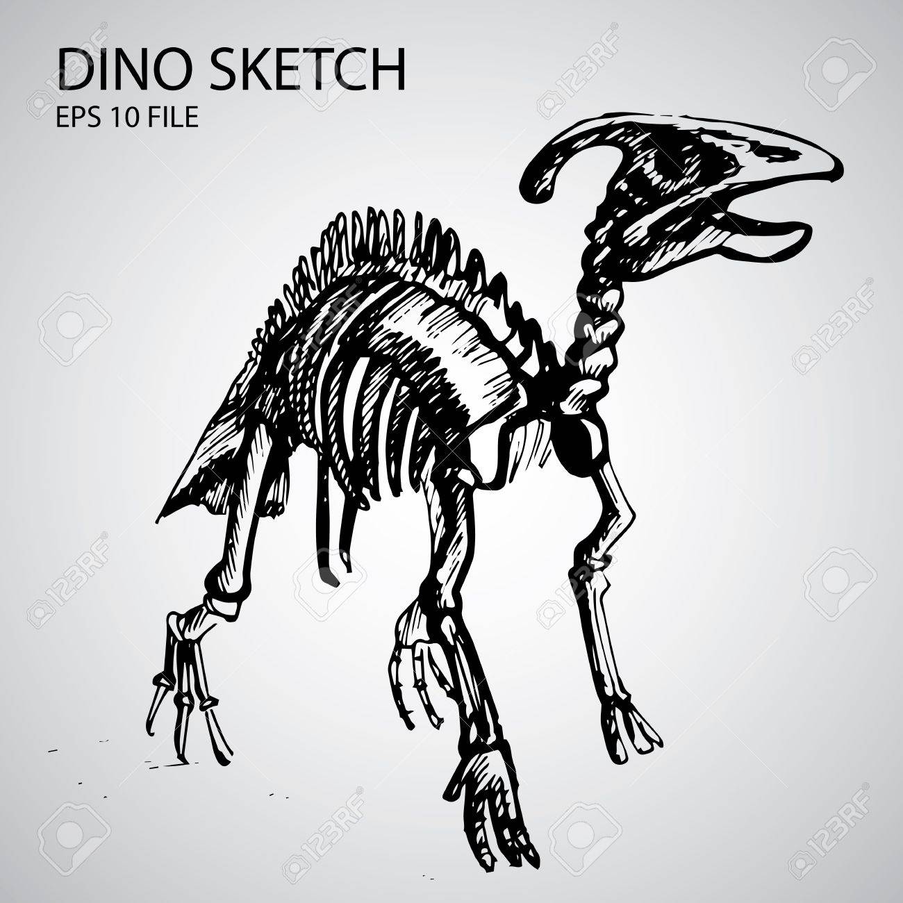 Dinosaur Skull Drawing at GetDrawings | Free download