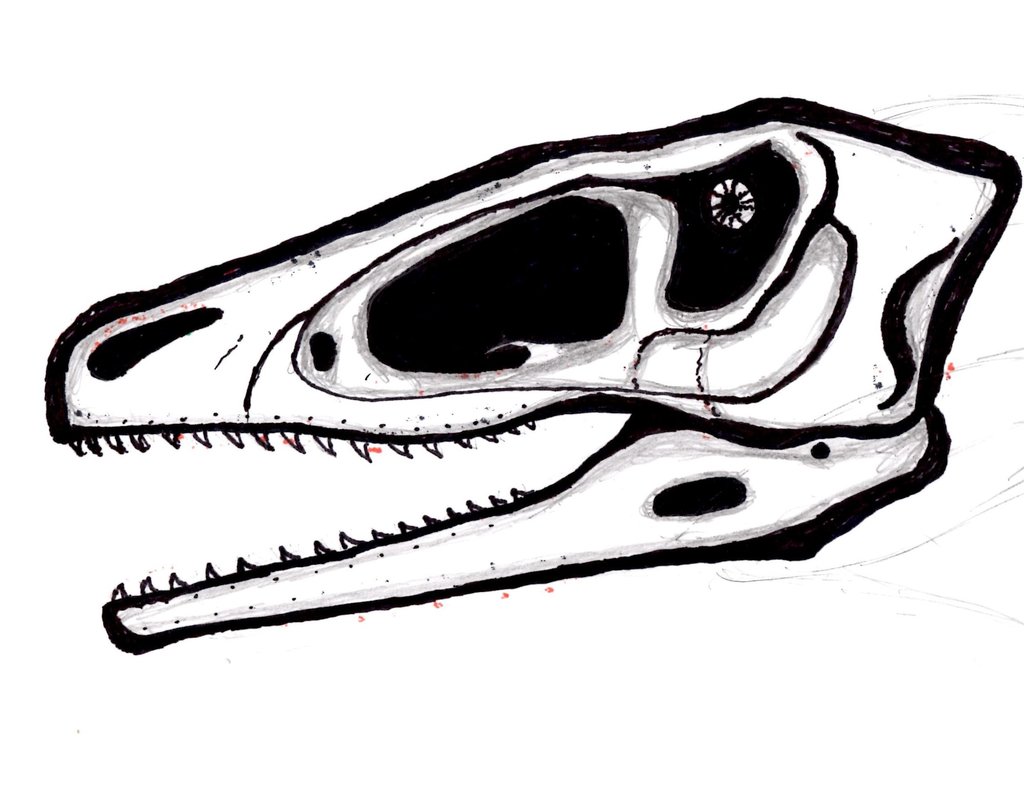 Dinosaur Skull Drawing at GetDrawings Free download