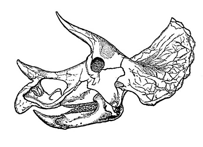Dinosaur Skull Drawing at GetDrawings | Free download