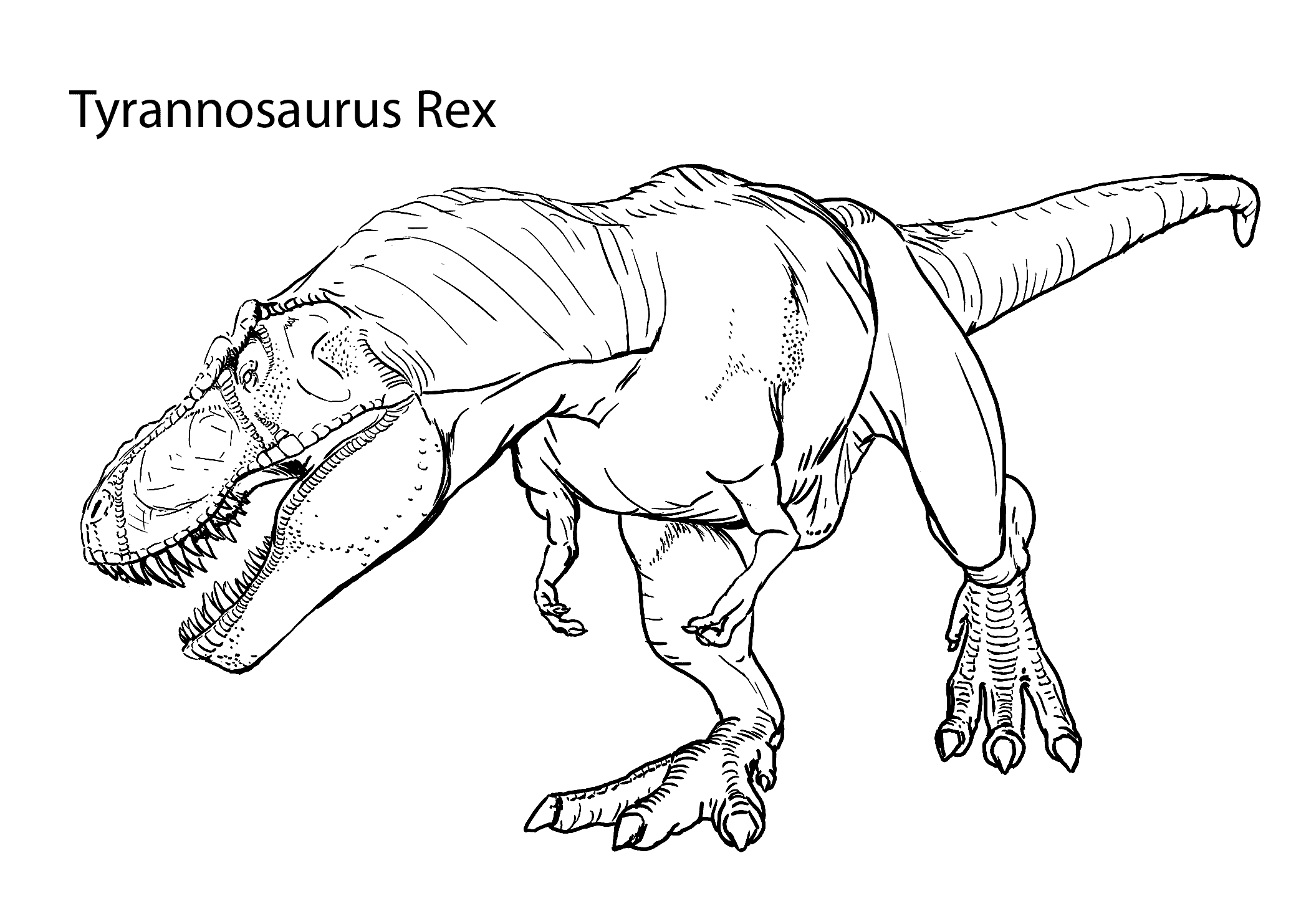 T Rex Dinosaur Drawing At GetDrawings | Free Download