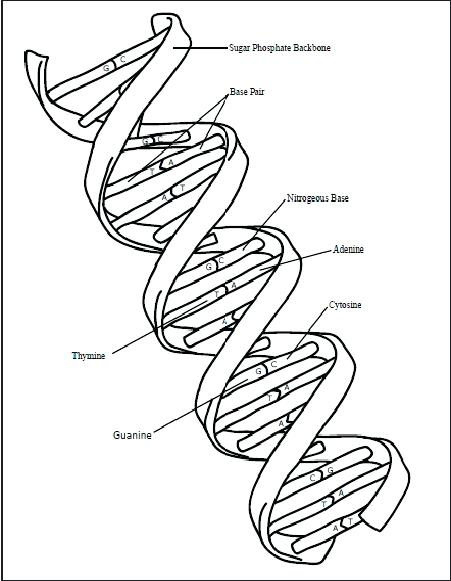 Dna Double Helix Coloring Worksheet Answers Coloring Pages