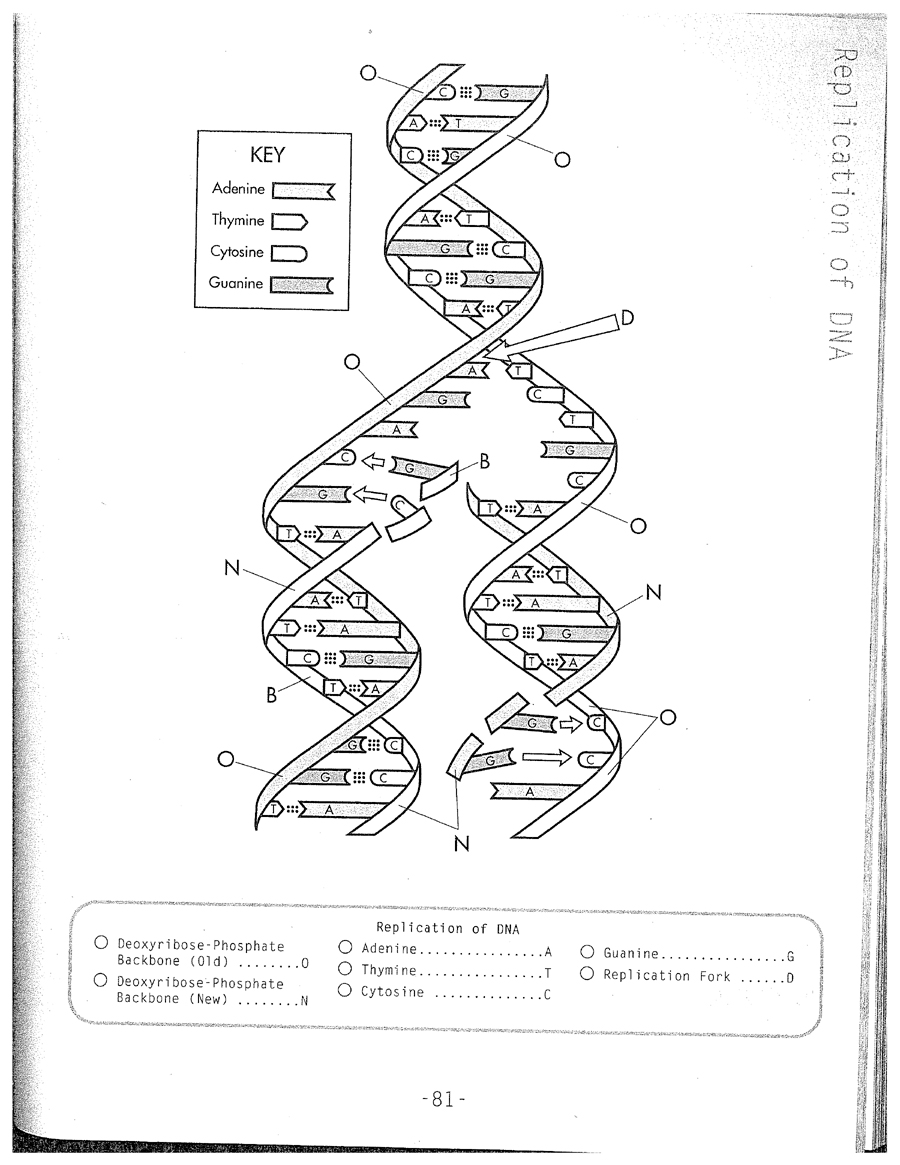 Dna Molecule Drawing At GetDrawings Free Download