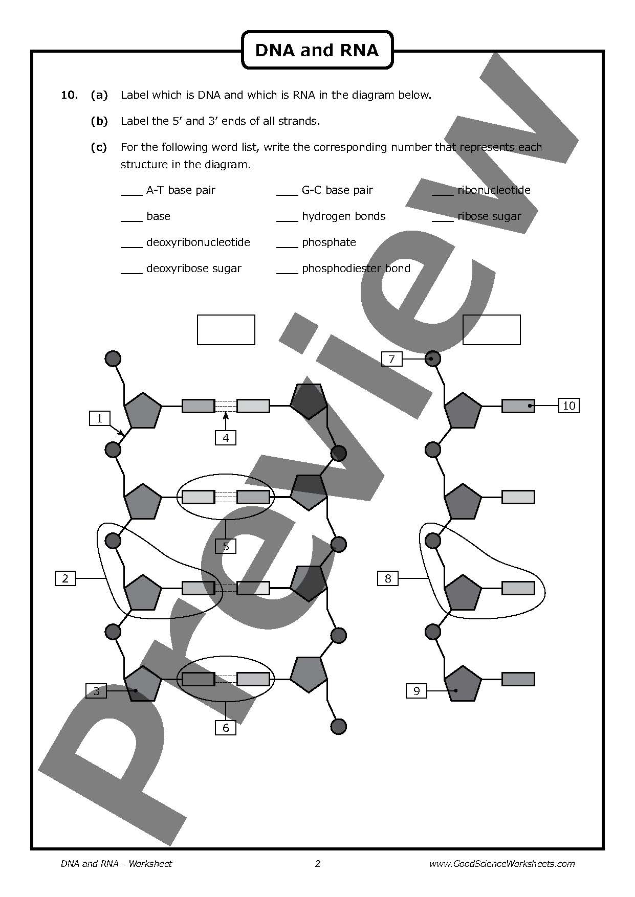 Dna Structure Drawing At GetDrawings Free Download