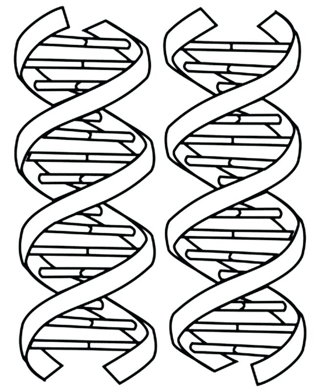 Dna Structure Drawing At GetDrawings Free Download
