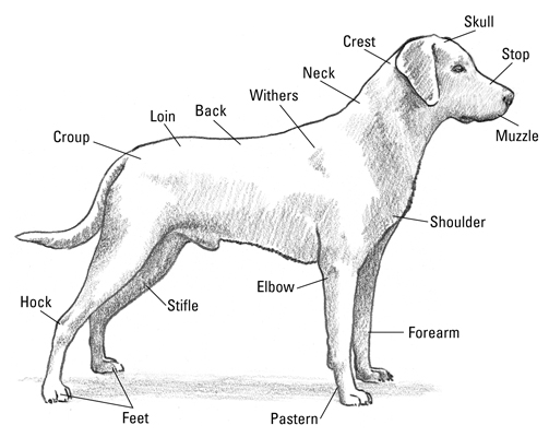 Dog Anatomy Drawing at GetDrawings | Free download