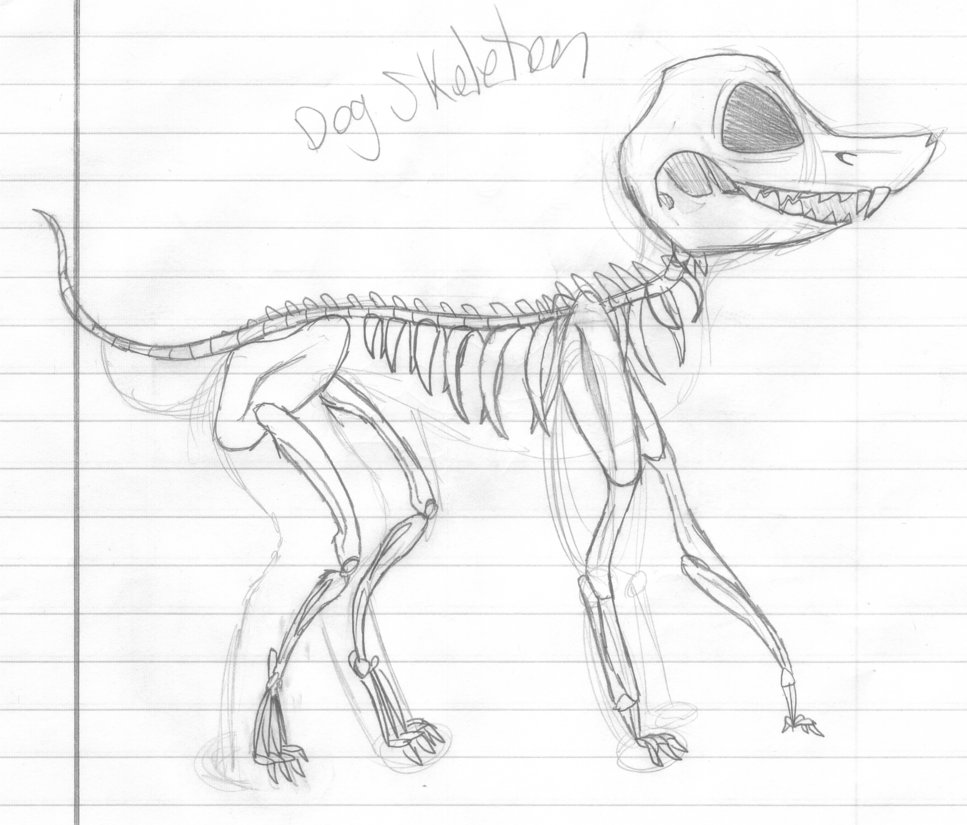 Dog Skeleton Drawing Easy Skeleton Skeletons Dog Draw Webmaster