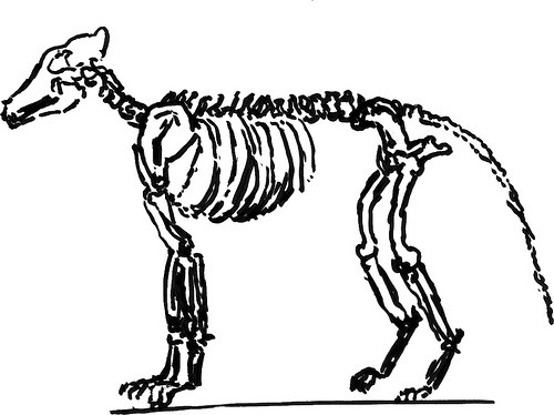 Dog Skeleton Drawing at GetDrawings | Free download