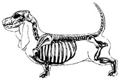 Dog Skeleton Drawing at GetDrawings | Free download