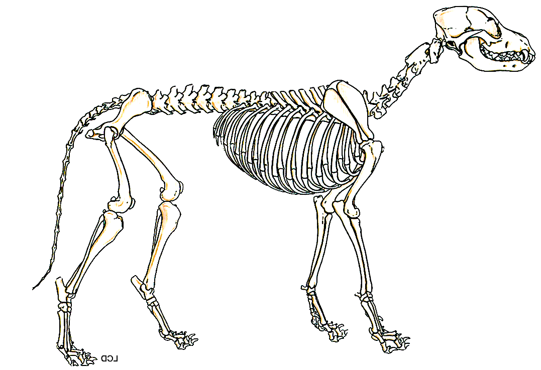 Dog Skeleton Drawing At Getdrawings 