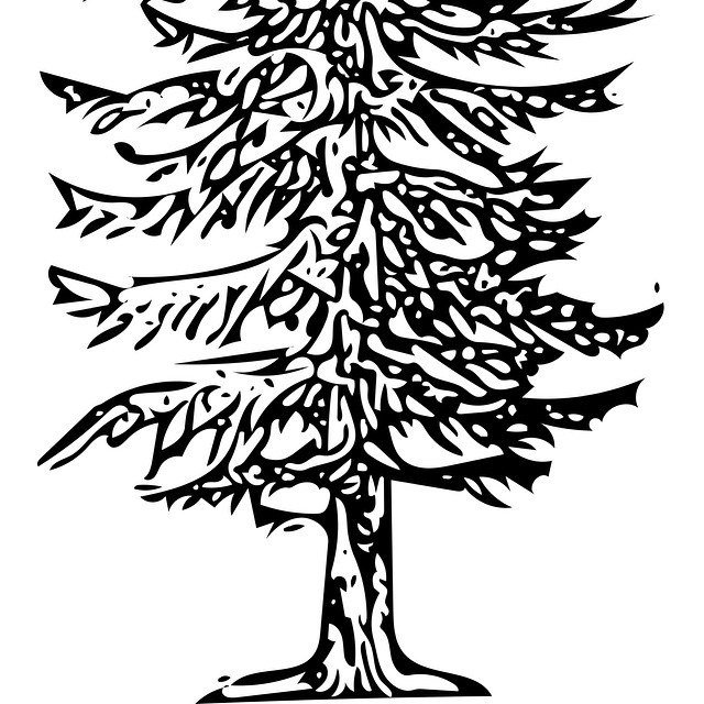 Douglas Fir Drawing at GetDrawings Free download