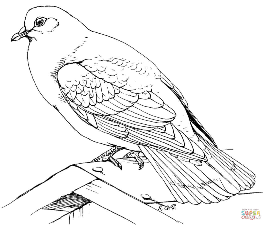 dove drawing images at getdrawings  free download